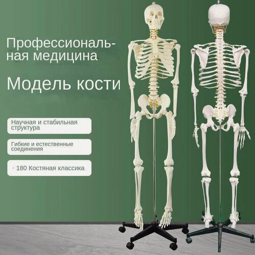 Изображение товара Скелет человека, анатомическая модель для детей, Скелет учебный анатомический 180 см, в полный рост, на штативе + Учебный плакат