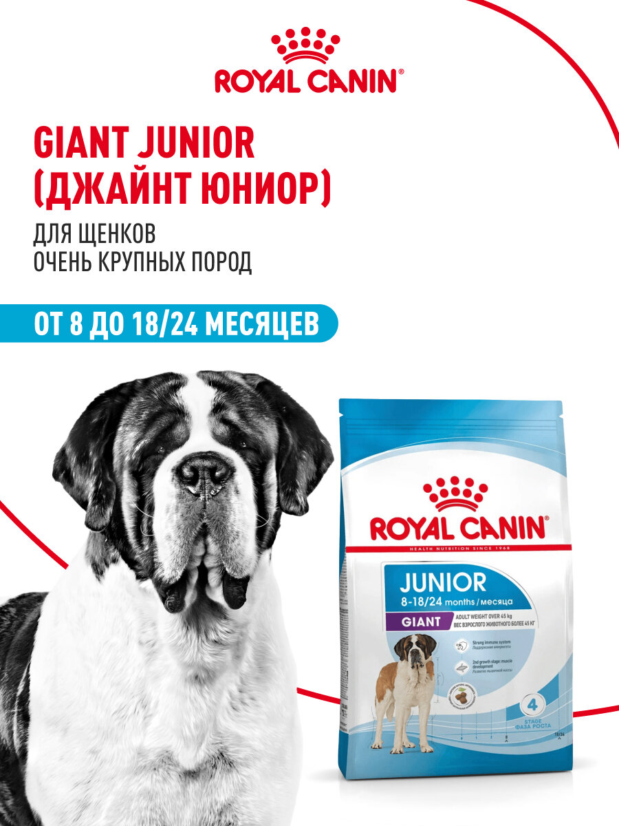 Корм сухой Royal Canin Giant Junior для щенков очень крупных пород в возрасте от 8 до 18/24 месяцев, 3,5 кг