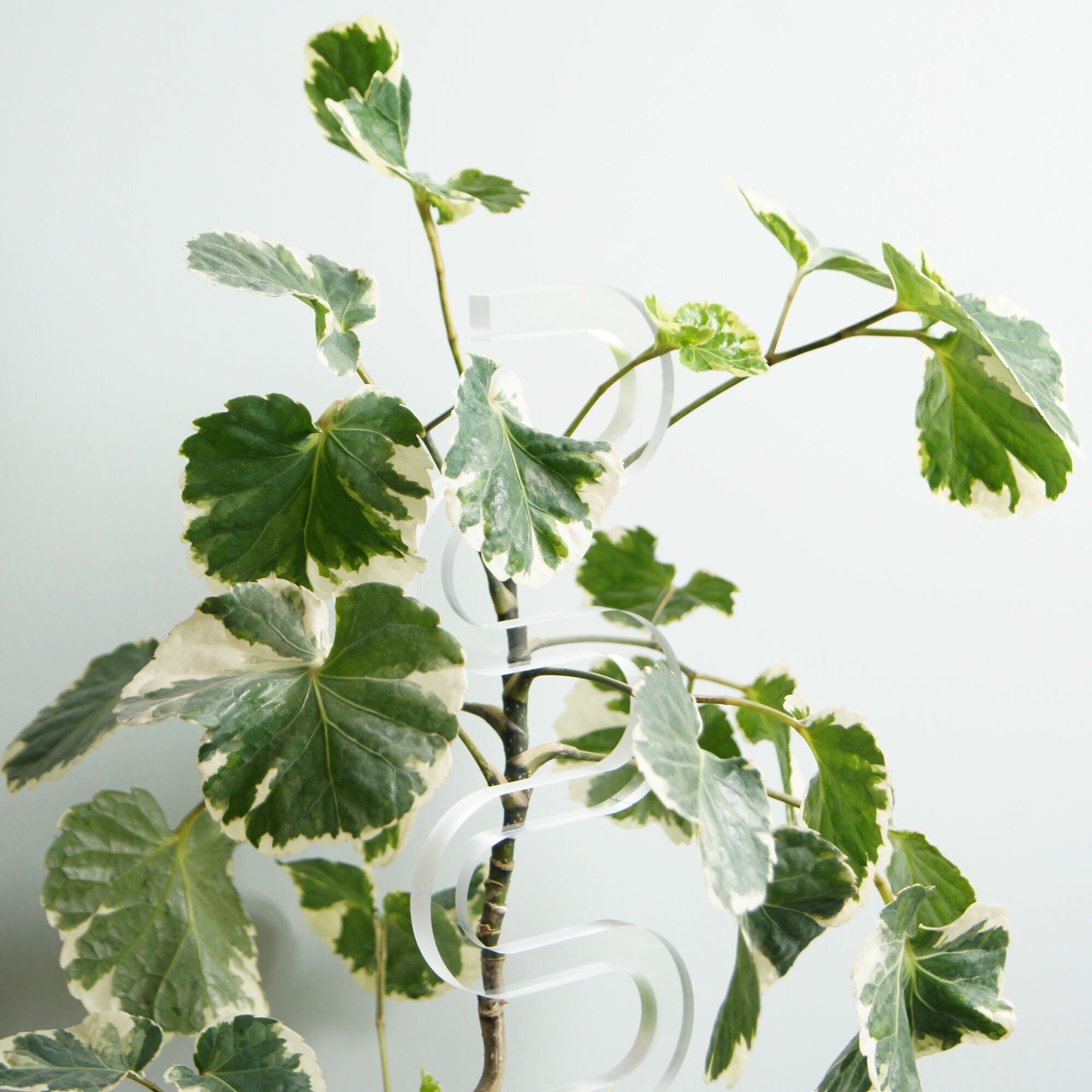 Опора для растений "Cobra", прозрачная, высота 40 см - фотография № 8