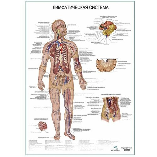 Лимфатическая система, плакат глянцевая фотобумага от 200 г/кв. м, размер A1+