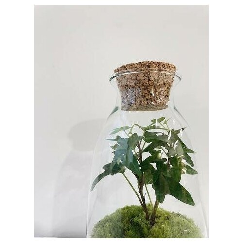 Плющ Хедера Classic XS