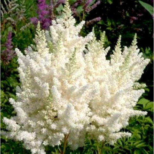 Астильба Арендса Weisse Gloria, Саженцы, С1 (1 литр), ЗКС - Цветы многолетние