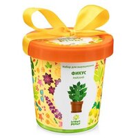 Набор для выращивания HAPPY PLANT Фикус райский, hpn-12