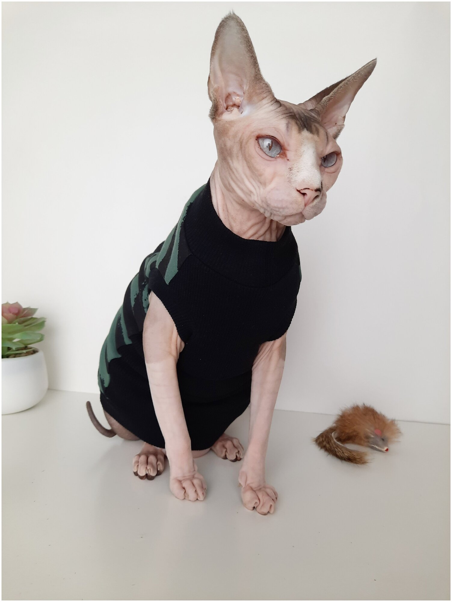 Свитшот для кошек, размер 40 (длина спины 40см), цвет черно-зеленый/ толстовка свитшот свитер для кошек сфинкс / одежда для животных - фотография № 12
