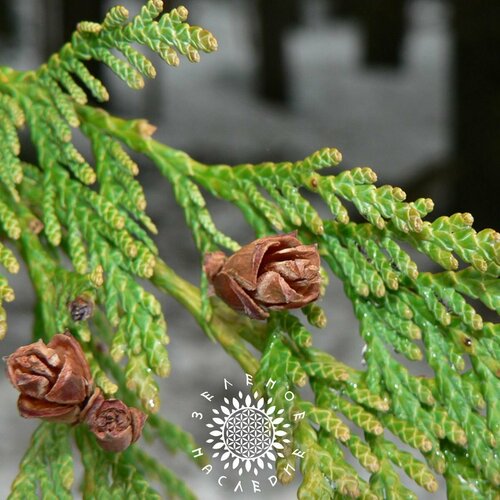 Семена Туя складчатая лат Thuja plicat 100шт от Green Legacy 375₽