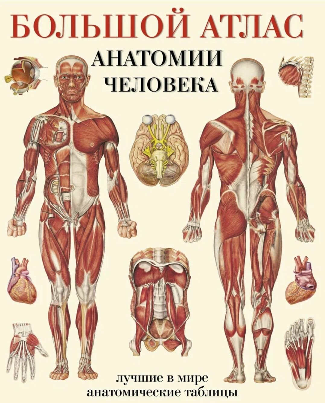 Большой атлас анатомии человека