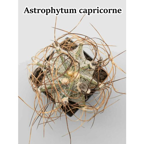 Кактус Astrophytum capricorne набор для выращивания (семена, грунт, горшочек, инструкция по посеву).