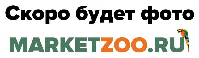 Наполнитель Зверье Мое древесный средние гранулы 2,8кг 10 л - фото №1