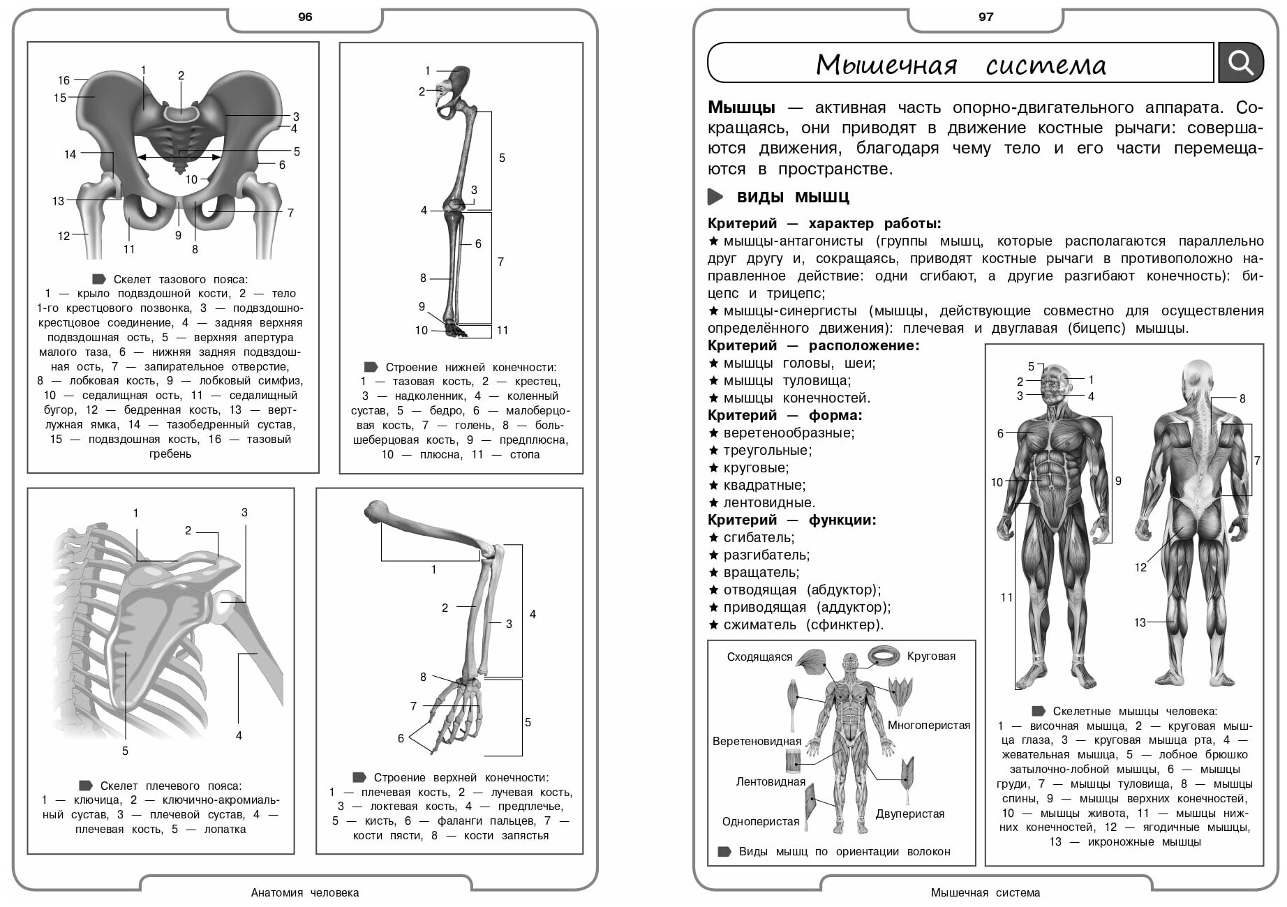 Биология (Мазур Оксана Чеславовна, Лаптева Ольга Владимировна) - фото №15