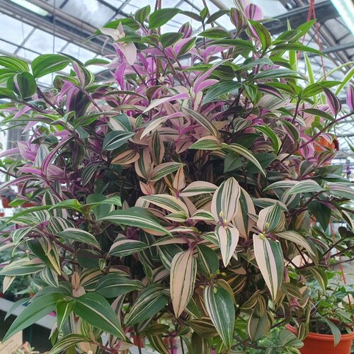 Традесканция триколор в подвесном кашпо диаметром 21 см 2350₽