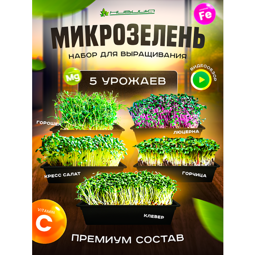 семена микрозелени набор нивица Микрозелень Набор для выращивания нивица 5 Урожаев