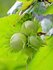 Семена Орех фундук Трапезунд (Corylus avellana Trapezund), 10 шту...
