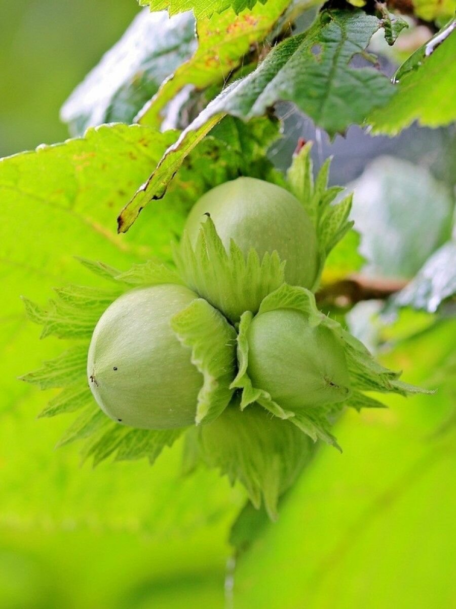 Семена Орех фундук Трапезунд (Corylus avellana Trapezund), 10 штук семян