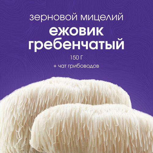 Мицелий ежовика гребенчатого Зерновой Семена грибов 499₽