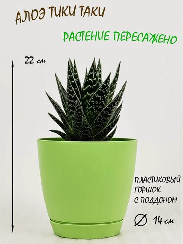 Изображение товара Алоэ Тики Таки в салатовом пластиковом горшке с поддоном, высота 20-25см
