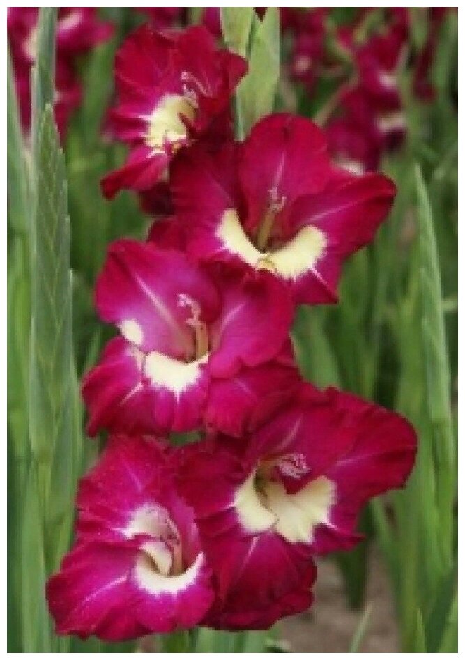 Луковицы гладиолуса крупноцветкового Джо Джо 3 шт - фотография № 2