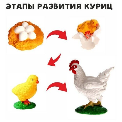 Обучающий набор «Этапы развития куриц» 4 фигурки обучающий набор этапы развития семечка 4 фигурки