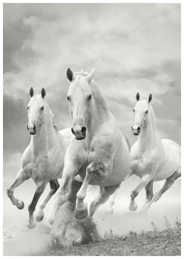 Постер на холсте Лошади (Horses) №30 40см. x 57см.