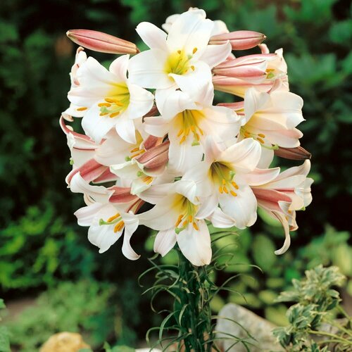 Лилия Регале Альбум (1 луковица). Holland Bulbs (Голландия) луковица лилия видовая прекрасная альбум