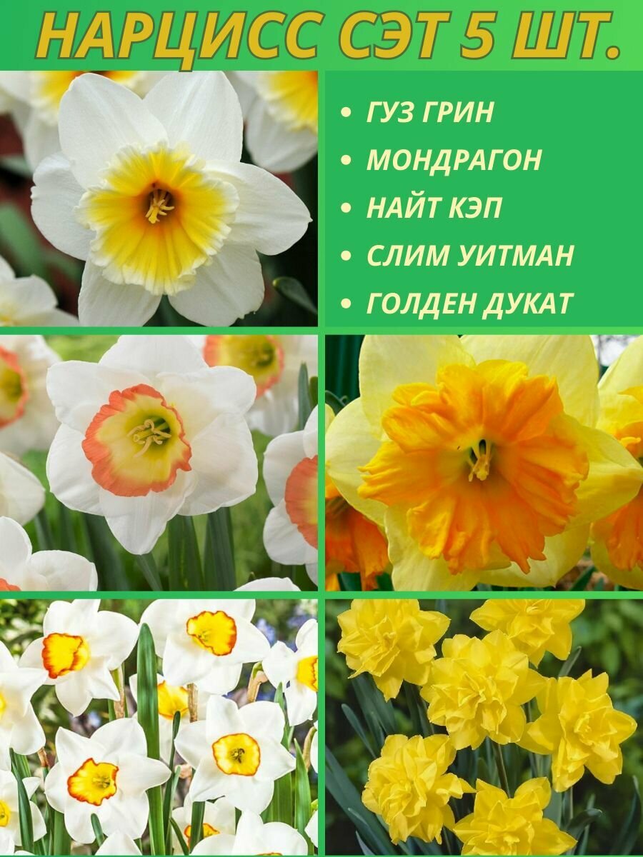 Нарциссы луковицы сет 5 штук