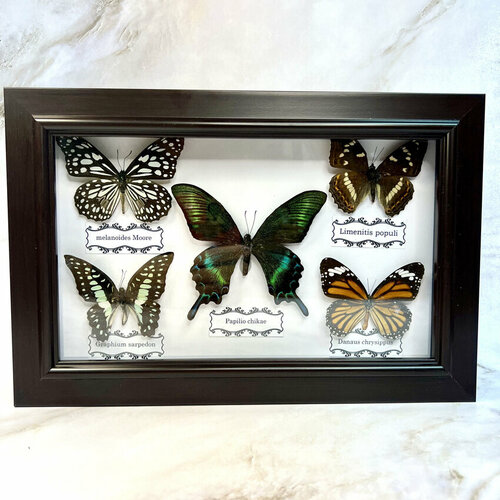 Бабочка в рамке, в подставке настольной , бабочки настоящие, 5 штук набор