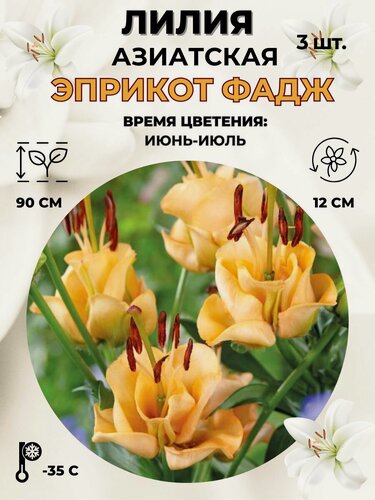 Изображение товара Лилия азиатская, луковицы 3 штуки