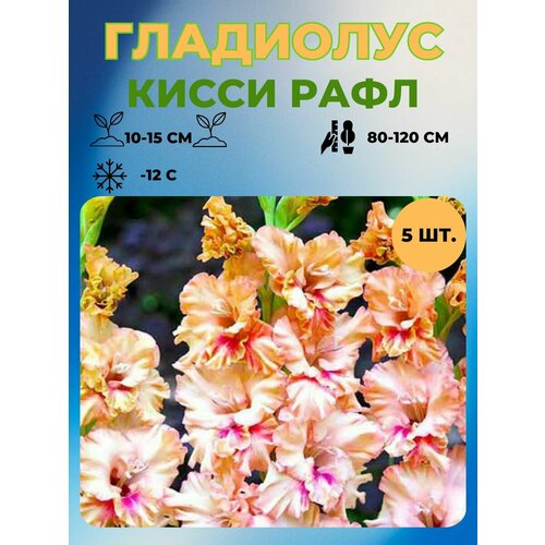Гладиолус луковицы 5 шт 400₽