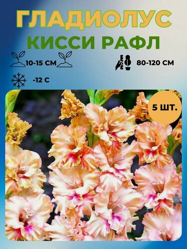 Изображение товара Гладиолус луковицы 5 шт.