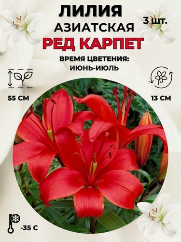 Изображение товара Лилия азиатская, луковицы 3 штуки
