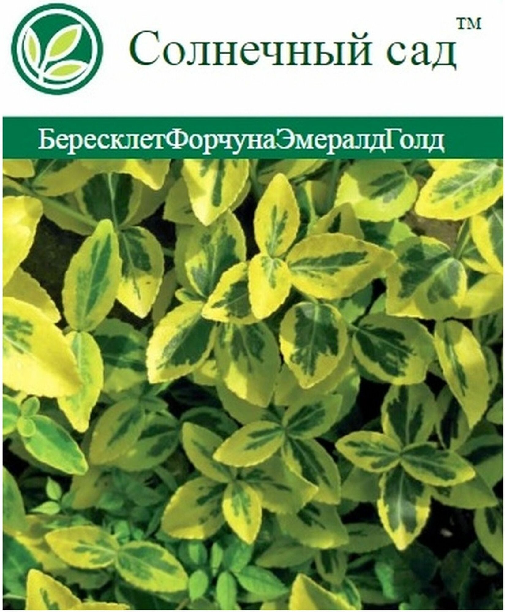 Растение бересклет Егорьевского тепличного комбината  С2  Н40