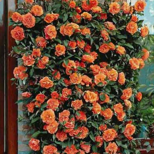 Изображение товара Роза плетистая Оранжевая (Orange), 2 шт, роз, ароматный сорт