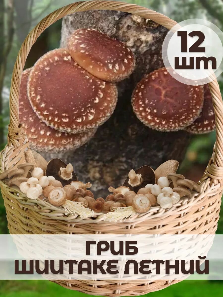 Мицелий гриба 