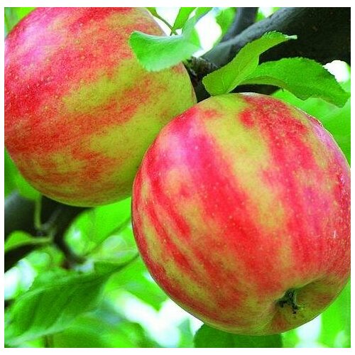 Яблоня крупноплодная Карнавал, Саженцы, С2 (2 литра), ЗКС - Деревья лиственные яблоня скала саженцы с2 2 литра зкс деревья лиственные