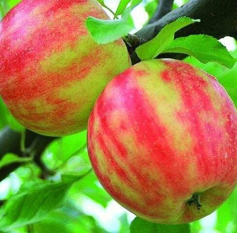 Яблоня крупноплодная Карнавал, Саженцы, С2 (2 литра), ЗКС - Деревья лиственные