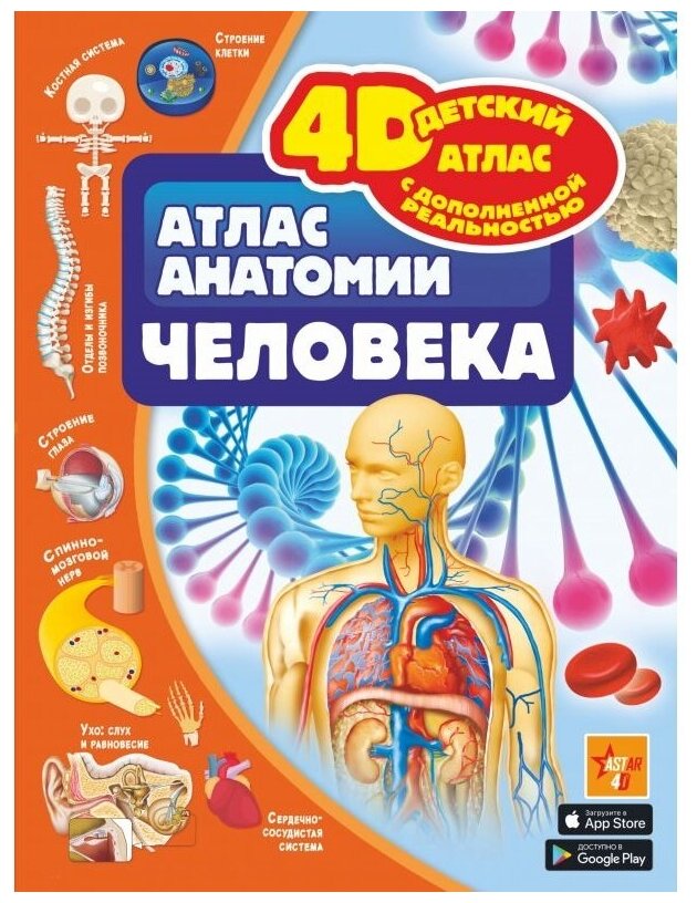 Атлас анатомии человека (Анна Спектор) - фото №1