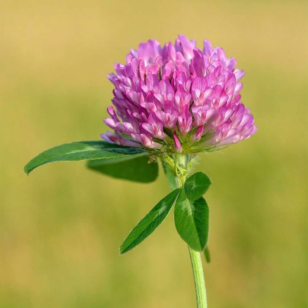 Клевер Луговой Красный (лат. Trifolium pratense) семена 500шт + подарочек