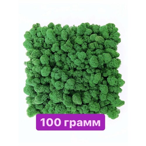 Кашпо мох стабилизированный настенные декорации 337₽