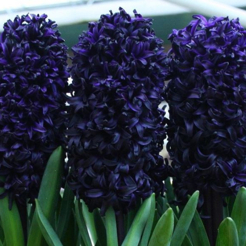 Гиацинт DARK DIMENSION (1 луковица)