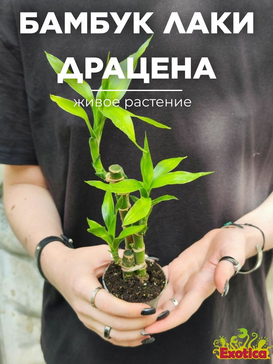 Бамбук Лаки Драцена Сандериана (Dracaena Sanderiana Lucky Bamboo) D6см живое растение