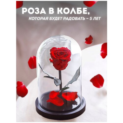 Долговечная стабилизированная роза в стеклянной колбе Mini - Notta & Belle