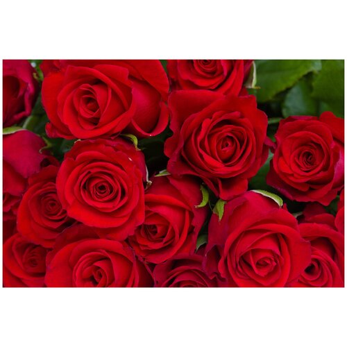 Фотообои Уютная стена Бутоны красных роз крупным планом 410х270 см Бесшовные Премиум (единым полотном)