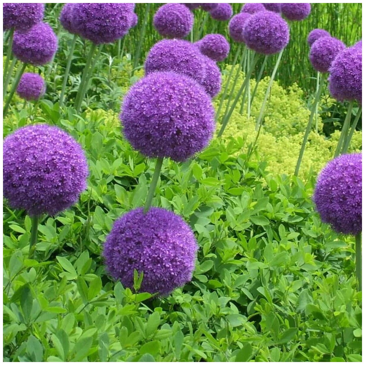Globemaster Allium Allium flowers, Cool plants, Hardy hibiscus