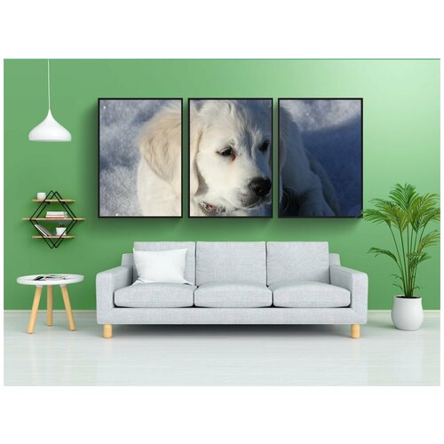 фото Набор модулных постеров для интерьера "золотистый ретривер, щенок, собака" 60x90 см. в тубусе, без рамки lotsprints