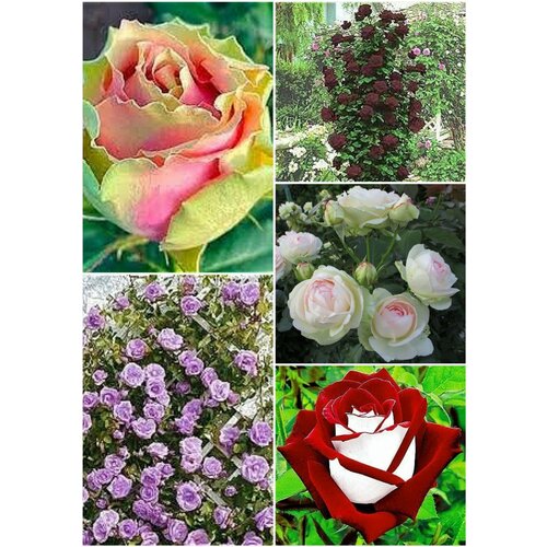 Комплект Цветочный микс чайно-гибридных и плетистых роз из 5 сортов / саженцы роз