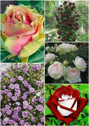 Изображение товара Комплект Цветочный микс чайно-гибридных и плетистых роз из 5 сортов