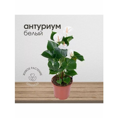 Живое растение Антуриум белый