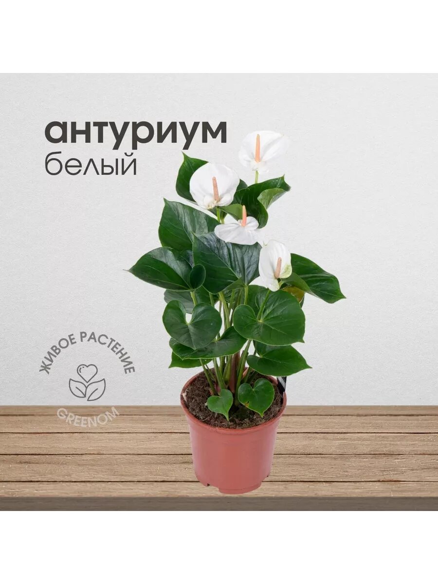 Живое растение Антуриум белый