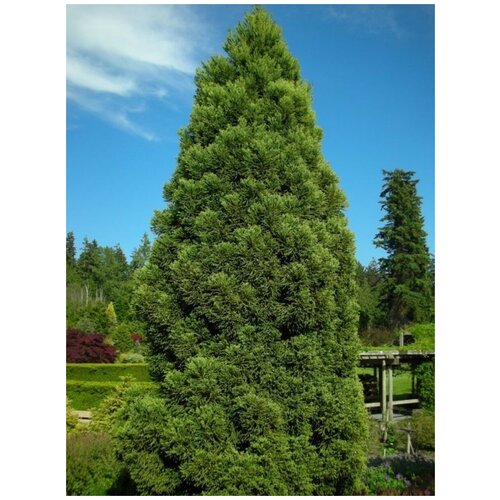 Семена Криптомерия японская (Cryptomeria japonica), 25 штук