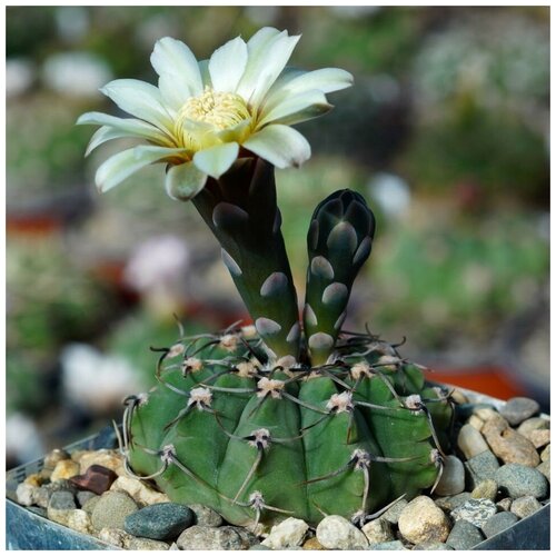 Семена Орешка Суккулент Кактус Gymnocalycium vatteri v. altautinense VG-302 10 шт. семена орешка суккулент кактус gymnocalycium riojense ssp paucispinum v platygonum vg 065 10 шт