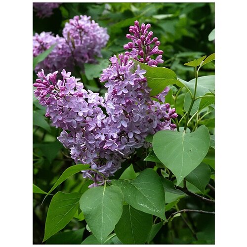 Семена Сирень обыкновенная (Syringa vulgaris), 25 штук сирень обыкновенная мулатка syringa vulgaris саженец 20 30 см 2 года 3л закрытая зкс